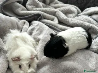 Guinea Pig rodents 2 beautiful Male Guinea Pigs - Advert 1