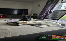 German Shepherd dogs for sale: ACE AND LUNA - Image 12