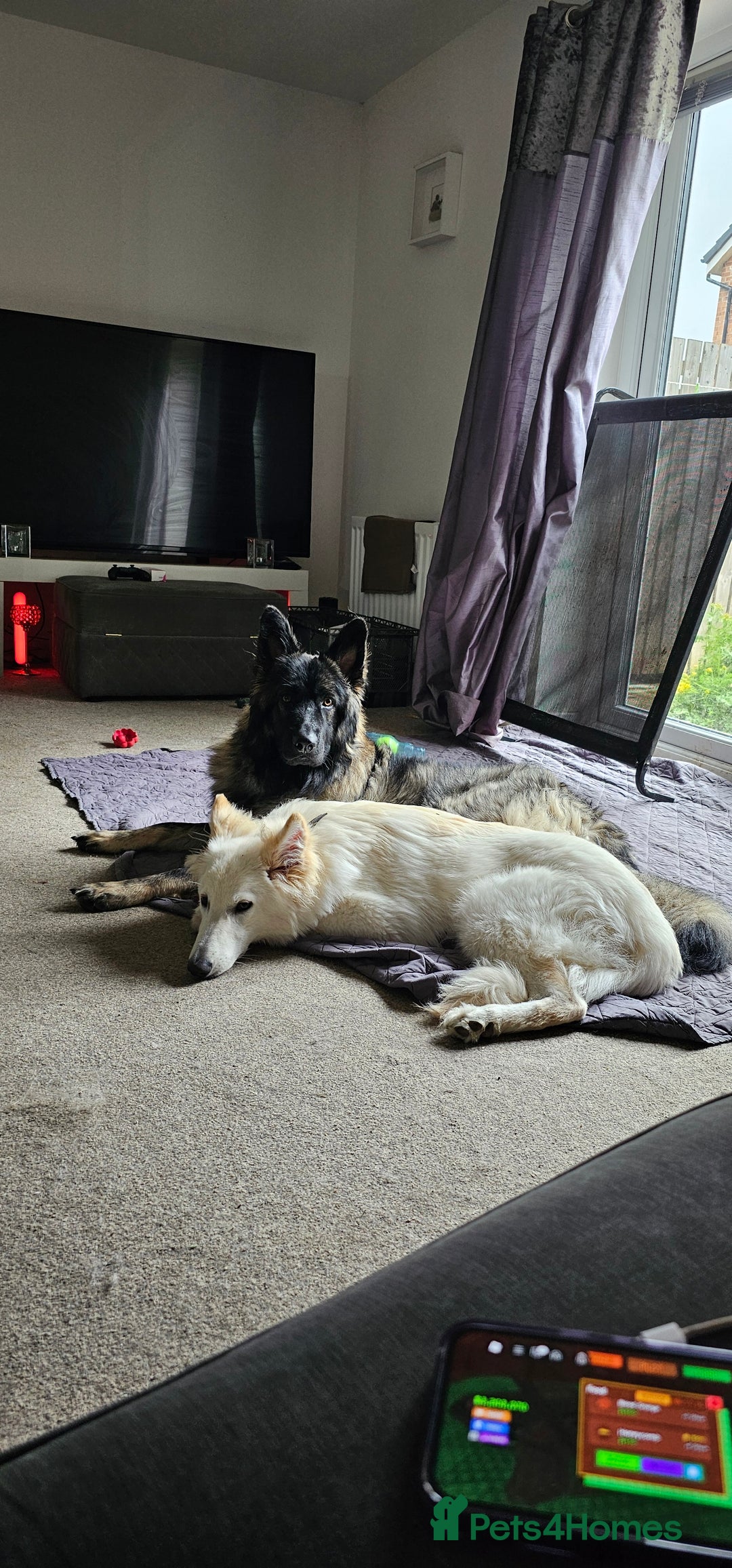 German Shepherd dogs for sale: ACE AND LUNA - Image 12