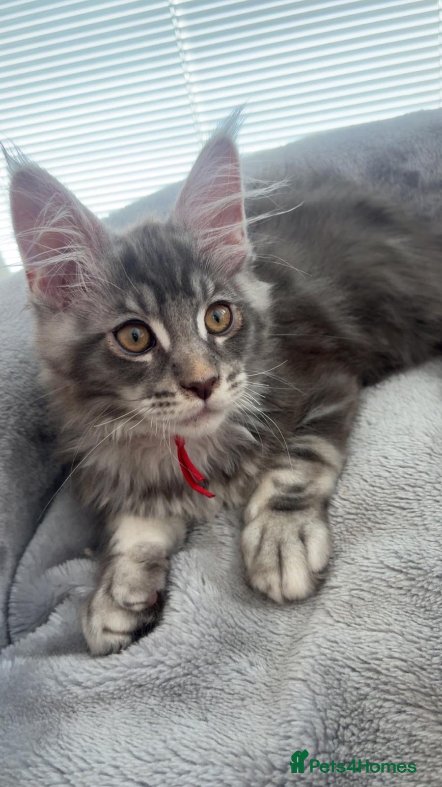 Maine Coon cats Stunning Maine Coon kittens  - Advert 14