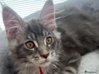 Maine Coon cats Stunning Maine Coon kittens - Advert 1