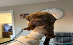 Labrador Retriever dogs for sale: Labrador puppies  - Image 3