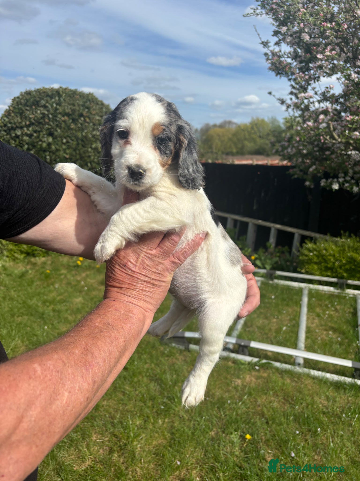 Cocker Spaniel dogs Beautiful cocker spaniel puppies for sale - Advert 9