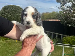 Cocker Spaniel dogs Beautiful cocker spaniel puppies for sale - Advert 9