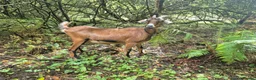 Goats livestock for sale: Mini nubian  in Lampeter - Advert 3