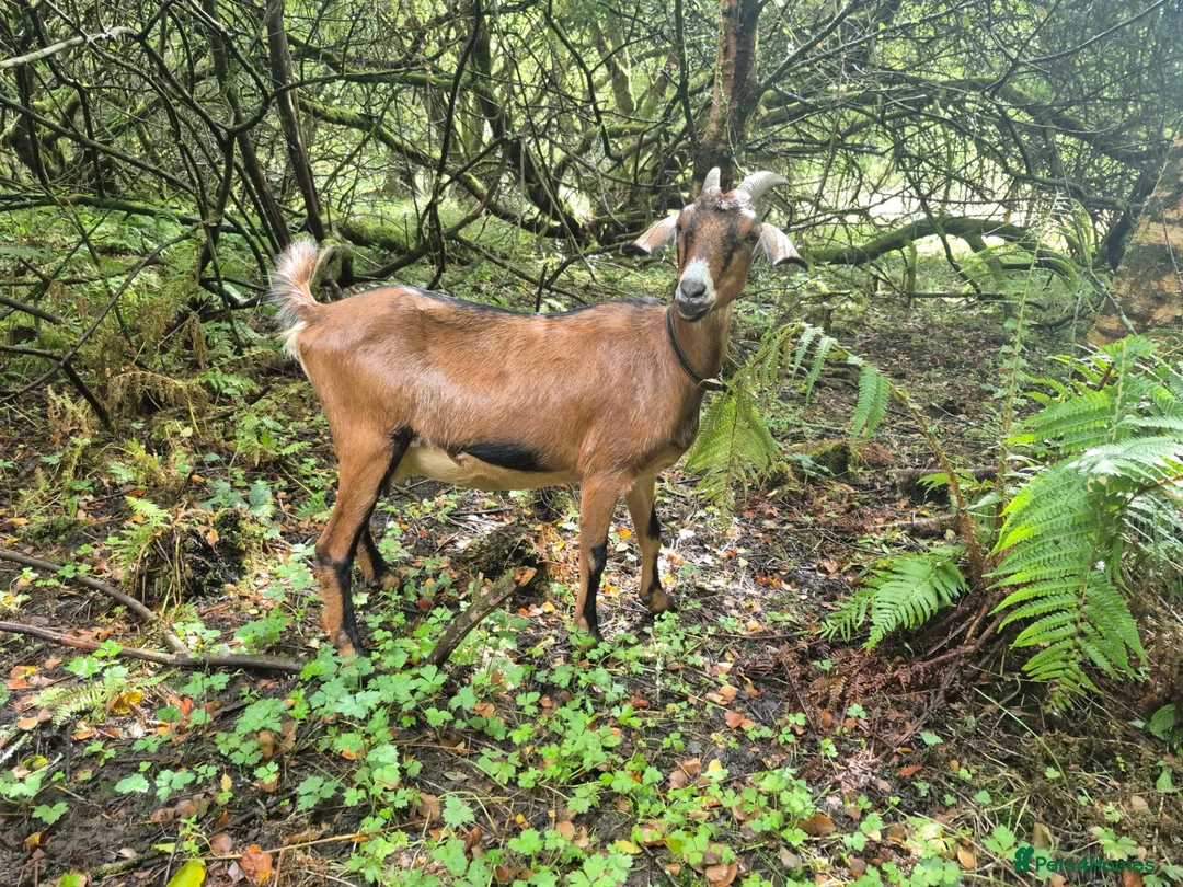 Goats livestock for sale: Mini nubian  in Lampeter - Advert 3