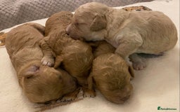 Cavapoo dogs for sale: Gorgeous Teddybear Cavapoo Puppies health checked  - Advert 4