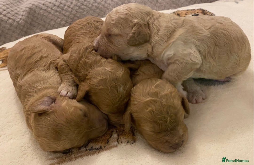 Cavapoo dogs for sale: Gorgeous Teddybear Cavapoo Puppies health checked  - Advert 4