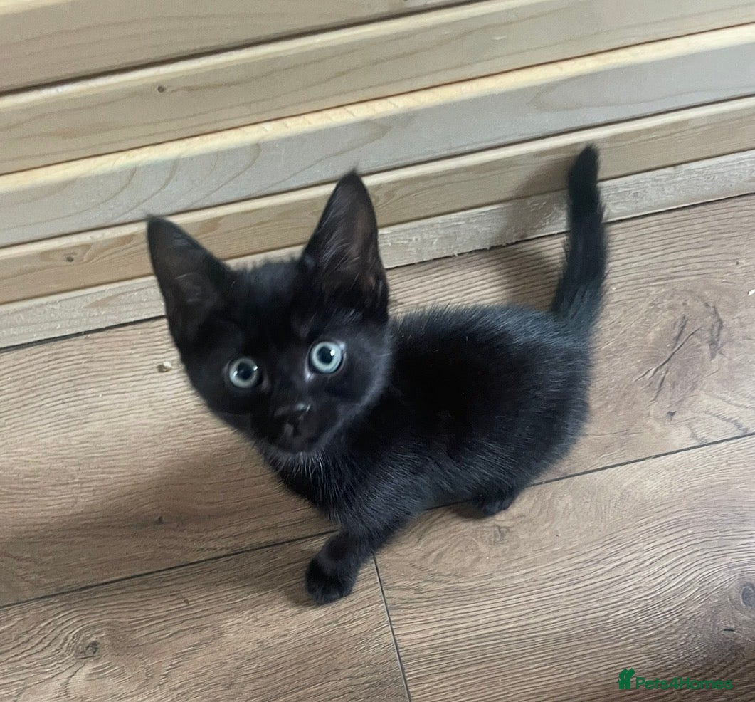 Mixed Breed cats     Reduced! Black Kittens – Ready Now (Feltham) - Advert 5
