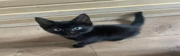 Mixed Breed cats for sale:     Reduced! Black Kittens – Ready Now (Feltham) - Advert 1