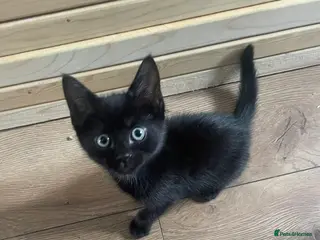 Mixed Breed cats Reduced! Black Kittens – Ready Now (Feltham) - Advert 1