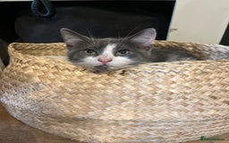 Mixed Breed cats for sale: Female Russian blue and British shorthair mix  - Image 5