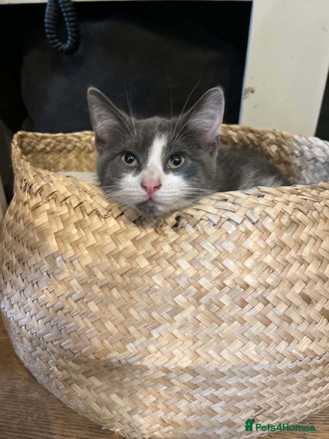 Mixed Breed cats for sale: Female Russian blue and British shorthair mix  - Image 5
