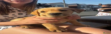 Labrador Retriever 3