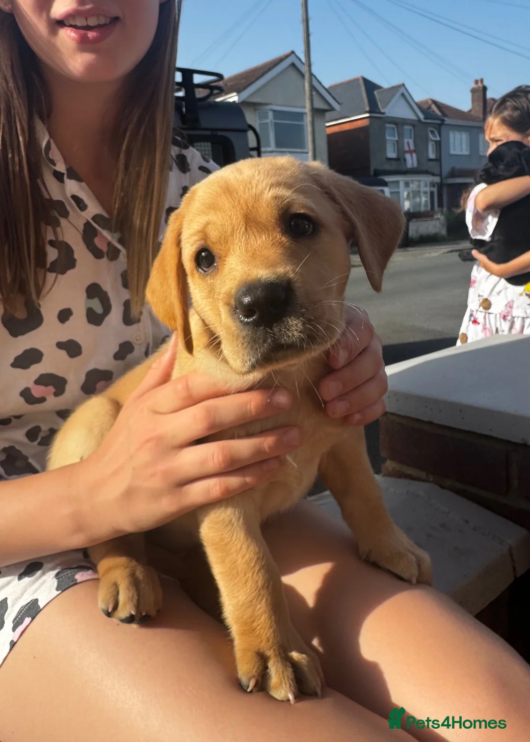 Labrador Retriever dogs for sale: 1 beautiful black boy and fox red girl - Labrador - Advert 2