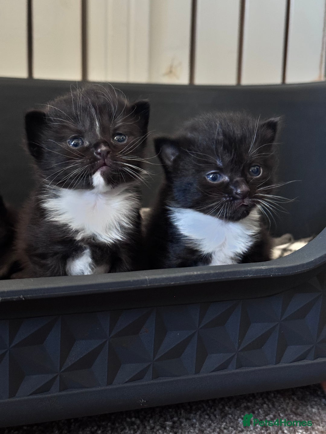 Maine Coon cats for sale: Main coon Russian  - Image 5