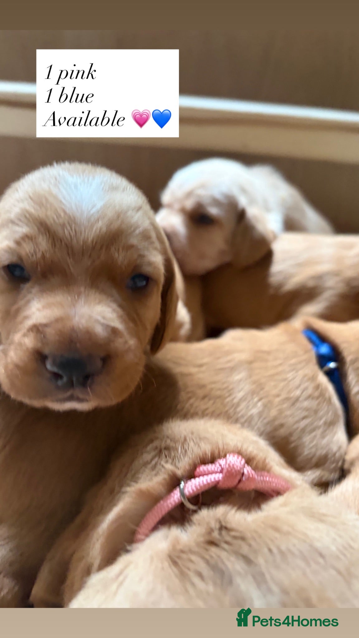 Mixed Breed dogs Beautiful working line and family pups  - Advert 10
