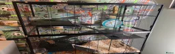 Gerbil rodents for sale: 2 male friendly gerbils and set up in Padstow - Advert 2