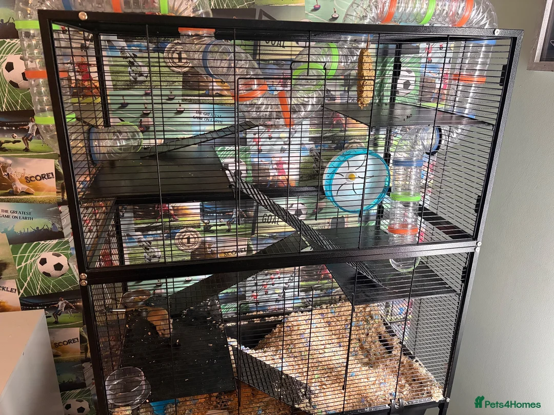 Gerbil rodents for sale: 2 male friendly gerbils and set up in Padstow - Advert 2