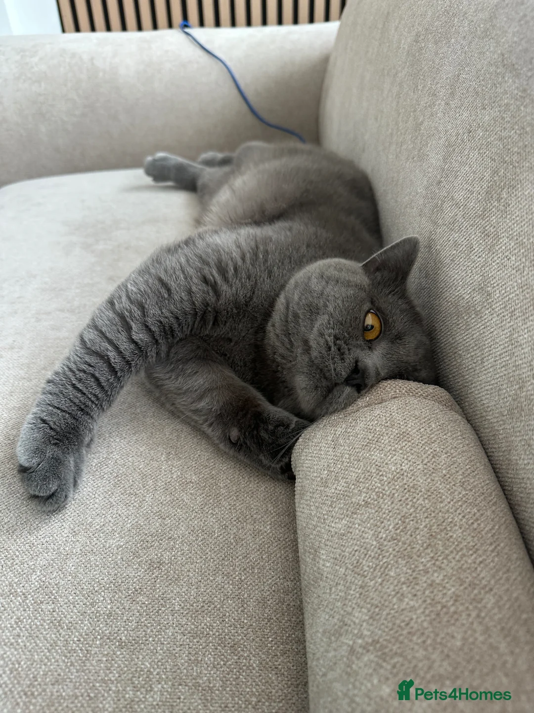 British Shorthair cats for stud: Blue British shorthair  in Altrincham - Advert 5