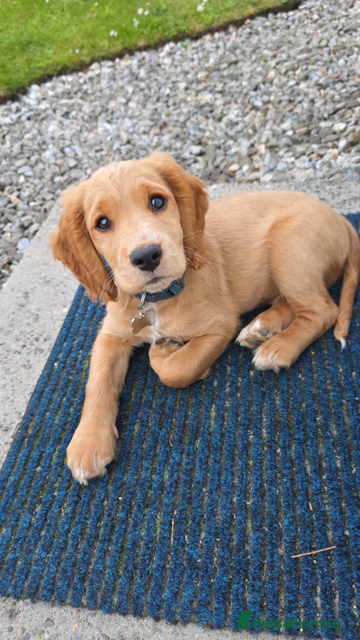 Cocker Spaniel dogs for sale: Cocker spaniel  - Advert 2