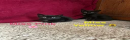 Domestic Shorthair cats for sale: ⭐️READY NOW!⭐️The Cutest Black DSH kittens 🐈‍⬛  - Advert 6