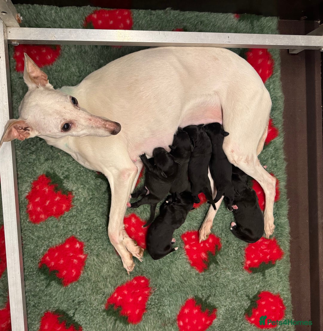 Mixed Breed dogs for sale: Beautiful Bedlington x whippet puppies  - Advert 4