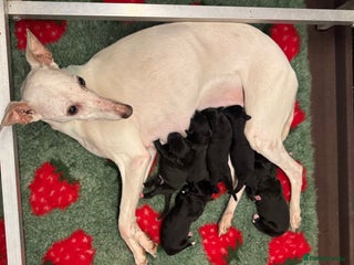 Mixed Breed dogs Beautiful Bedlington x whippet puppies - Advert 1