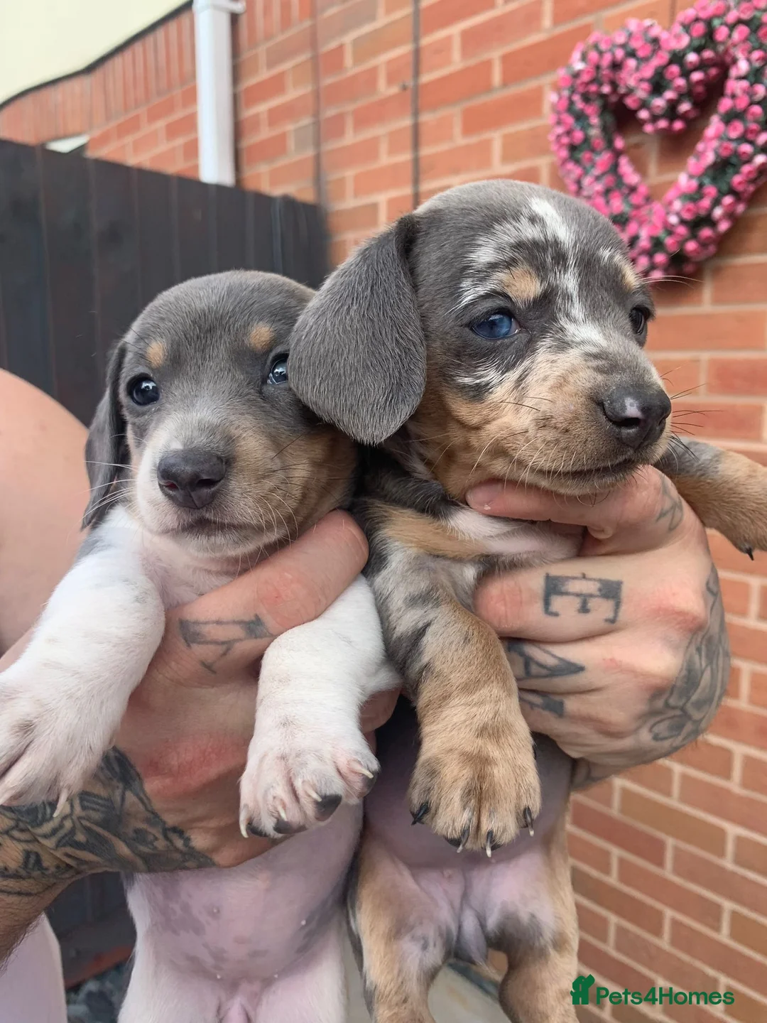 Miniature Dachshund dogs for stud: **RogueRoyales Hennessy** PRA Clear Isabella & Tan in Wolverhampton - Advert 28