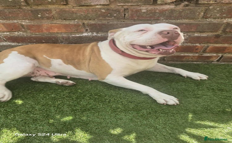 American Bully dogs American bully - Advert 1