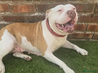 American Bully dogs American bully - Advert 2