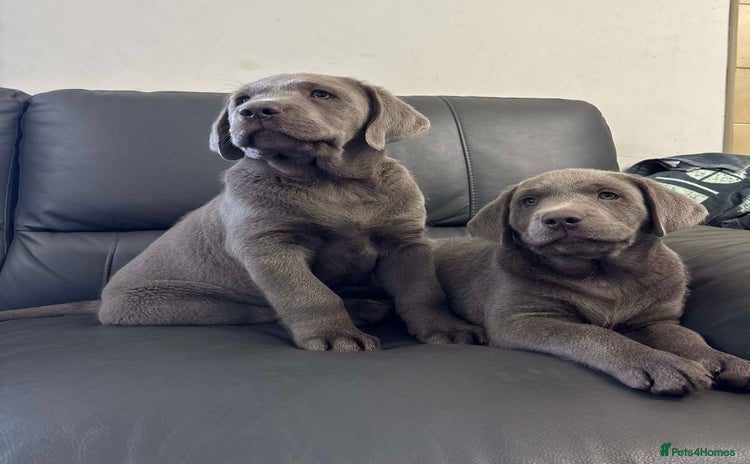 Labrador Retriever dogs - Advert 1