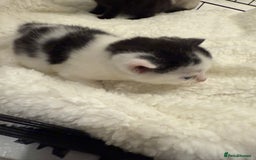 Domestic Shorthair cats for sale: 6 Male Domestic Shorthair kittens for sale!! - Advert 2