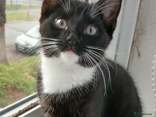 Aegean cats - Advert 3