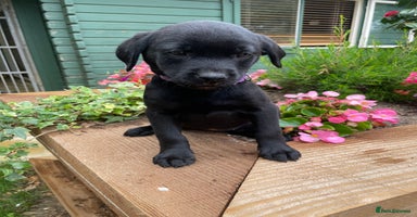 Labrador Retriever dogs - Advert 5