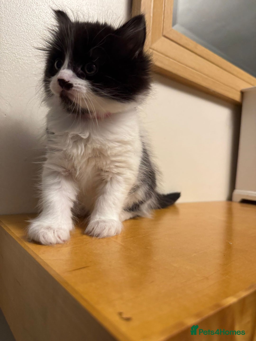 Turkish Angora cats for sale: Turkish Angora cross breed kittens - Advert 12