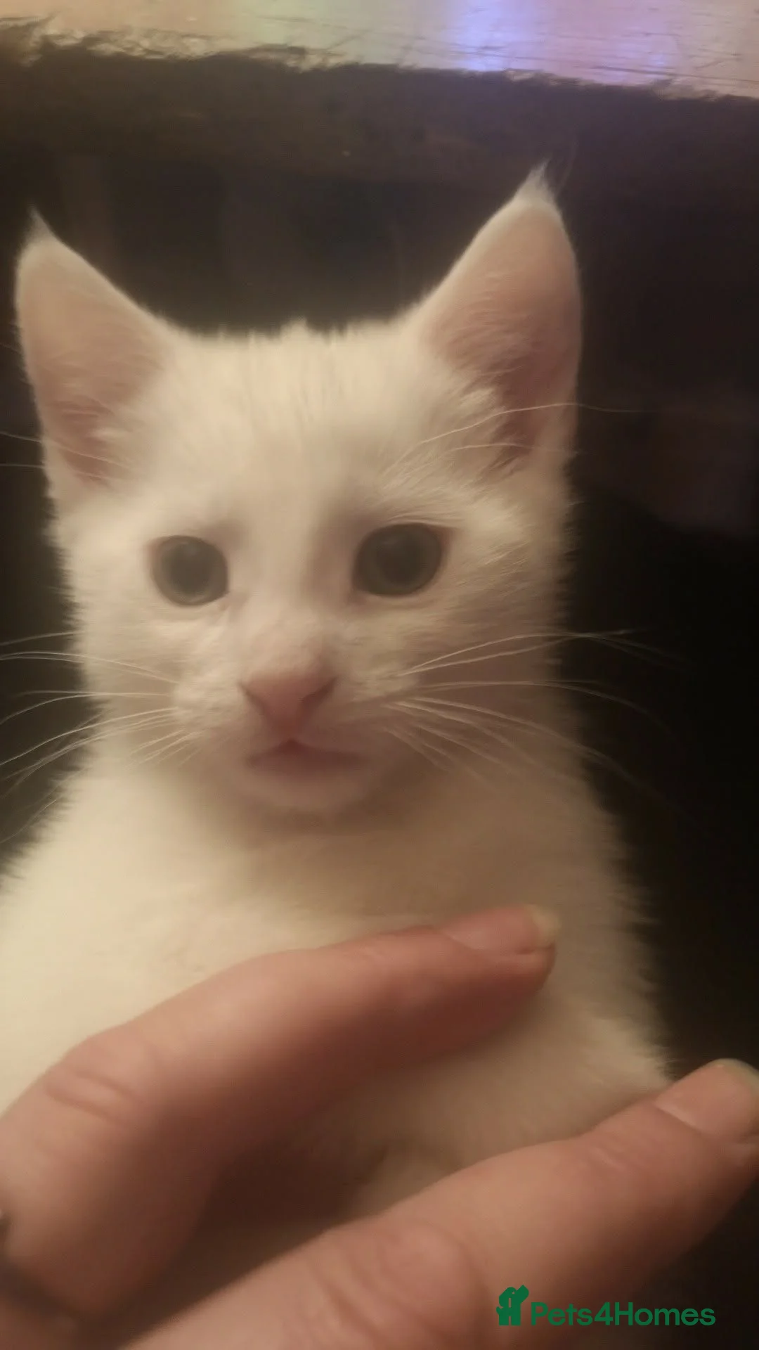 Mixed Breed cats for sale: Kittens in Bradford - Advert 2