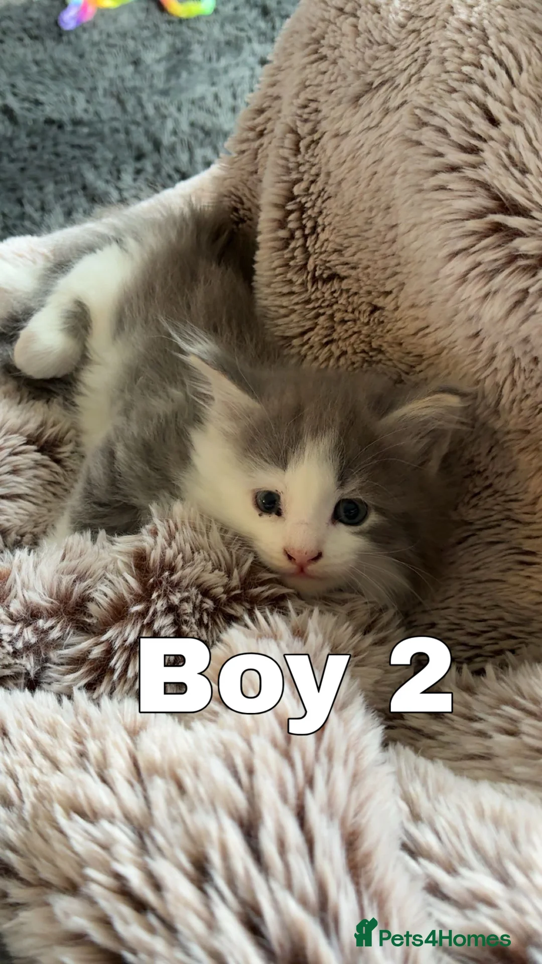 Mixed Breed cats for sale: Mainecoon cross kittens  - Advert 3