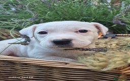 Mixed Breed dogs for sale: puppys staff × american bully  in King's Lynn - Image 7