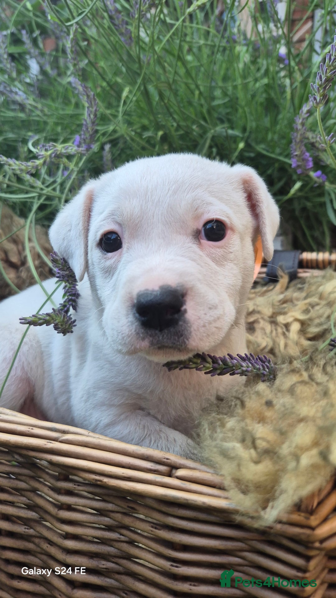 Mixed Breed dogs for sale: puppys staff × american bully  in King's Lynn - Image 7