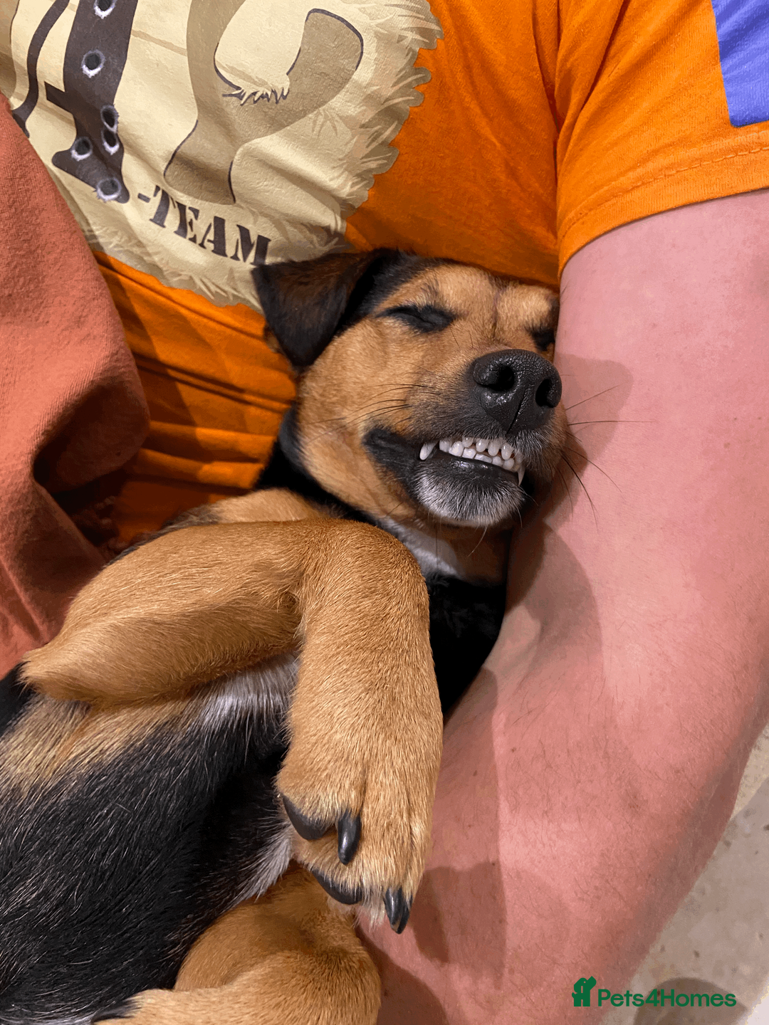 Jack Russell dogs for stud: Jack Russel for Stud Black and Tan - Advert 18