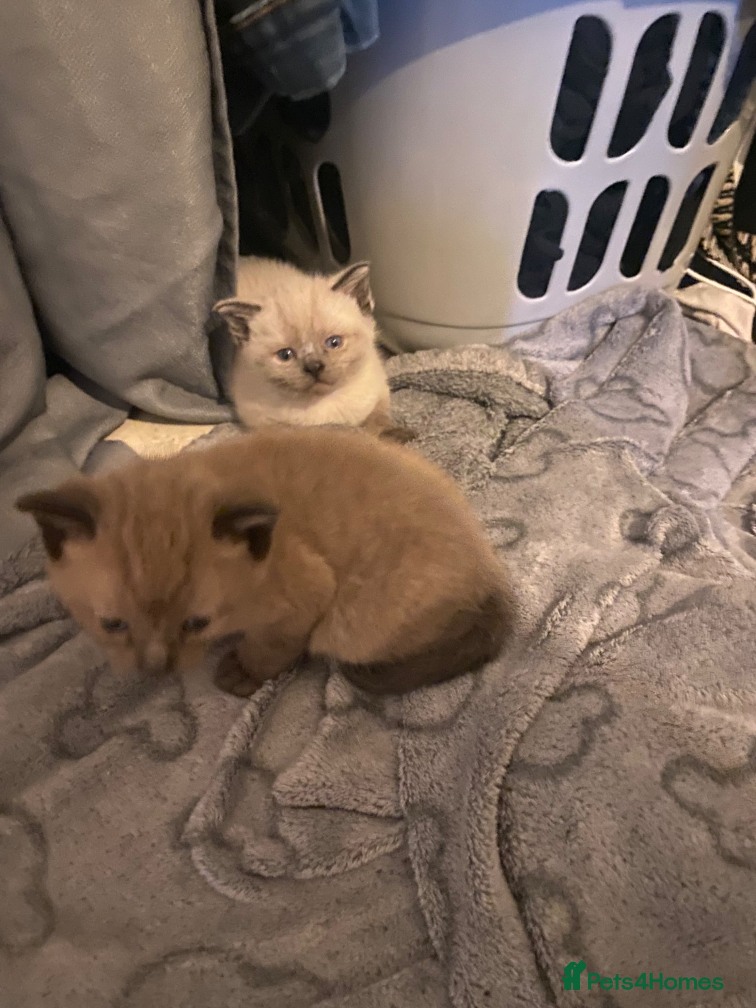 Neva Masquerade cats for sale: Kittens  in Chelmsford - Advert 4