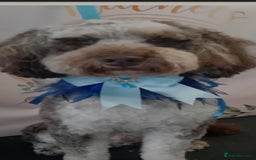 Cockapoo dogs for sale: F1 cockerpoo waiting list  - Image 11