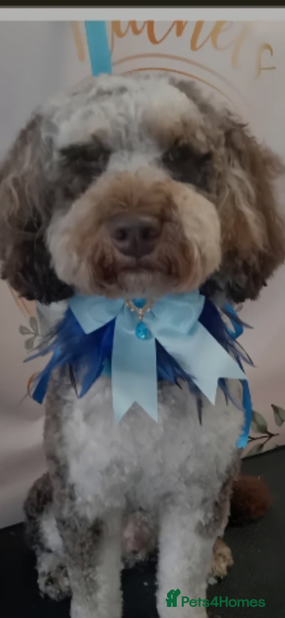 Cockapoo dogs for sale: F1 cockerpoo waiting list  - Image 11