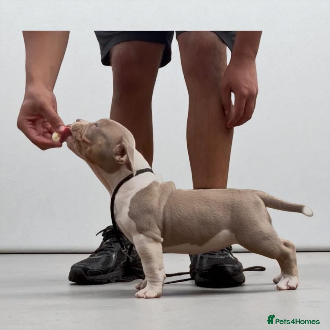 American Bully dogs for sale: Champion Bloodline American Pocket Bully Puppies - Image 23