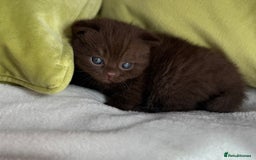 British Shorthair cats for sale: 🇬🇧✅BSH chocolate boys ⭐️GCCF💎last 2 left 🍩 - Image 12