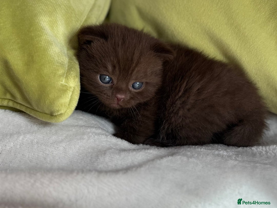 British Shorthair cats for sale: 🇬🇧✅BSH chocolate boys ⭐️GCCF💎last 2 left 🍩 - Image 12