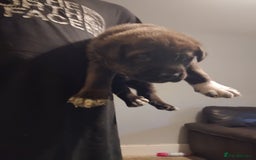 Mixed Breed dogs for sale: Husky x cane corso puppies - Image 5
