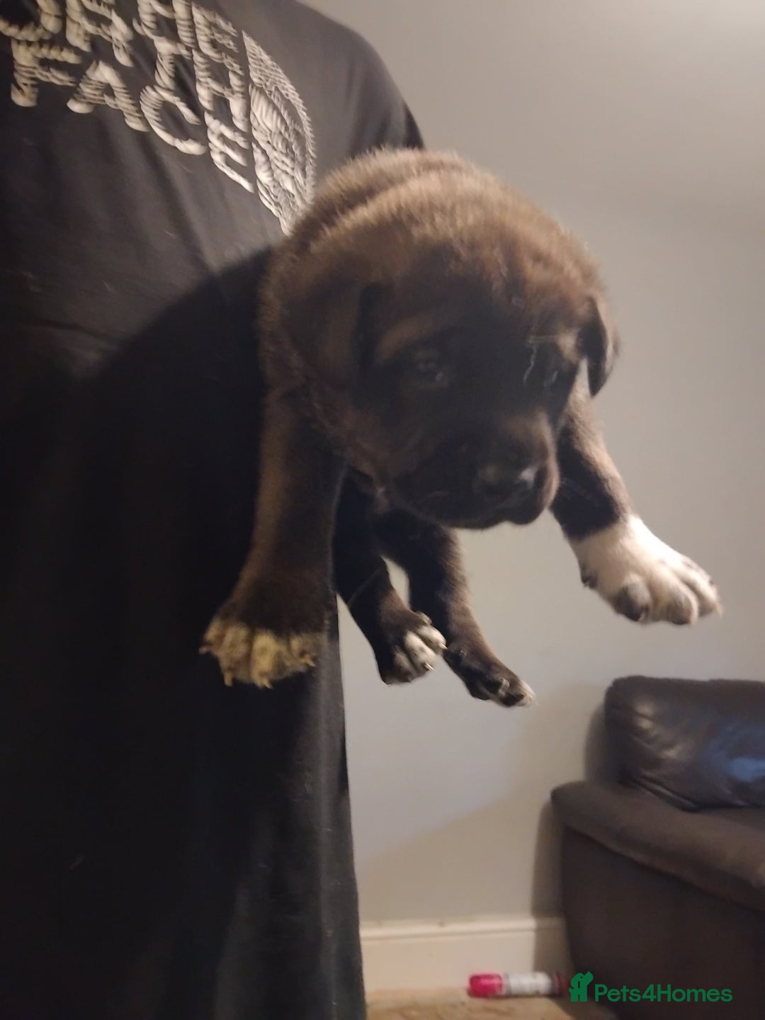 Mixed Breed dogs for sale: Husky x cane corso puppies - Image 5