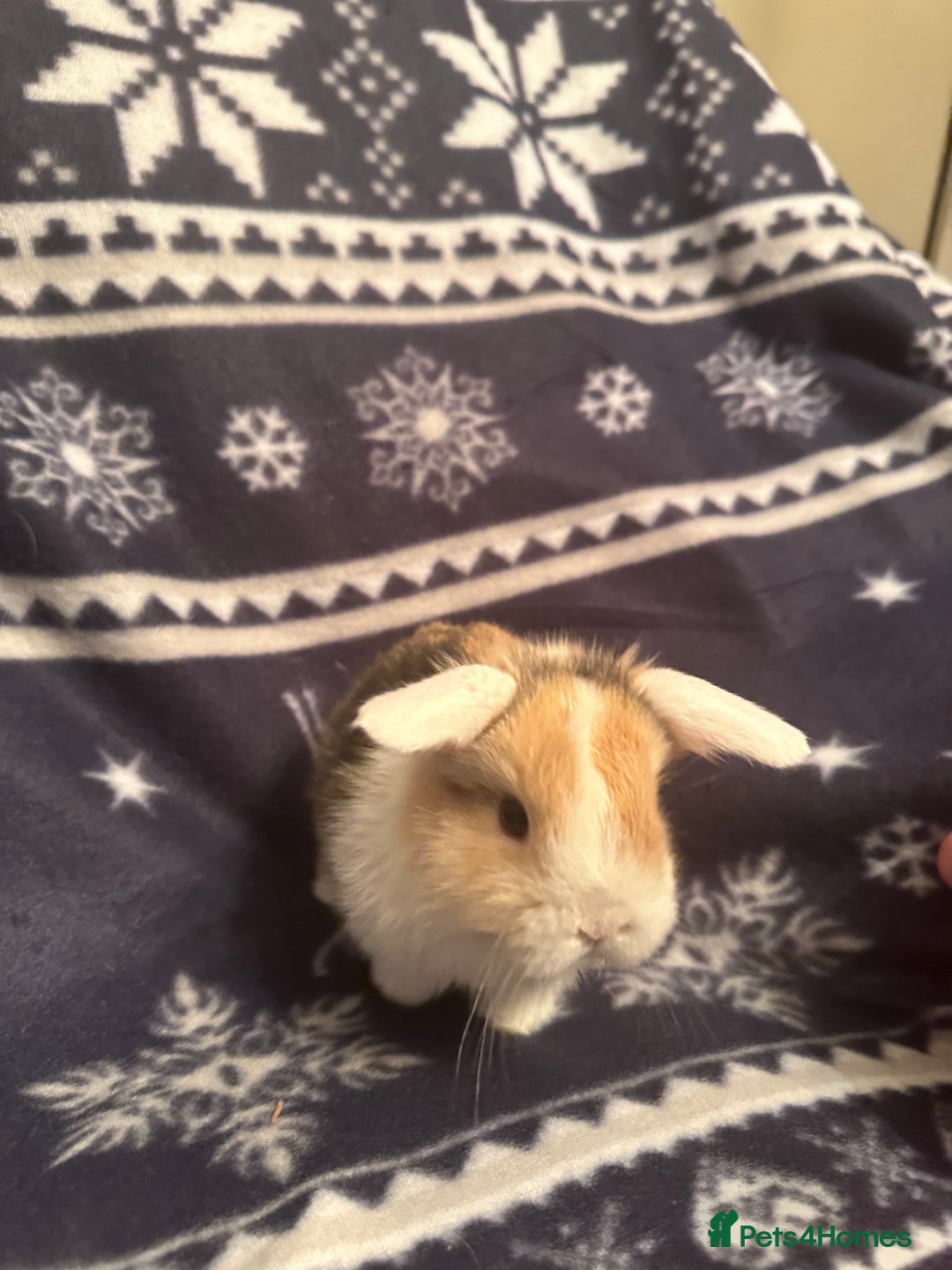 Mini Lop rabbits for sale: Mini lop bunnies  - Advert 6